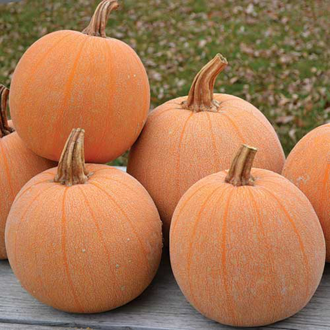 Organic Winter Luxury Squash Seeds