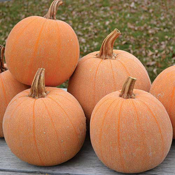 Organic Winter Luxury Squash Seeds