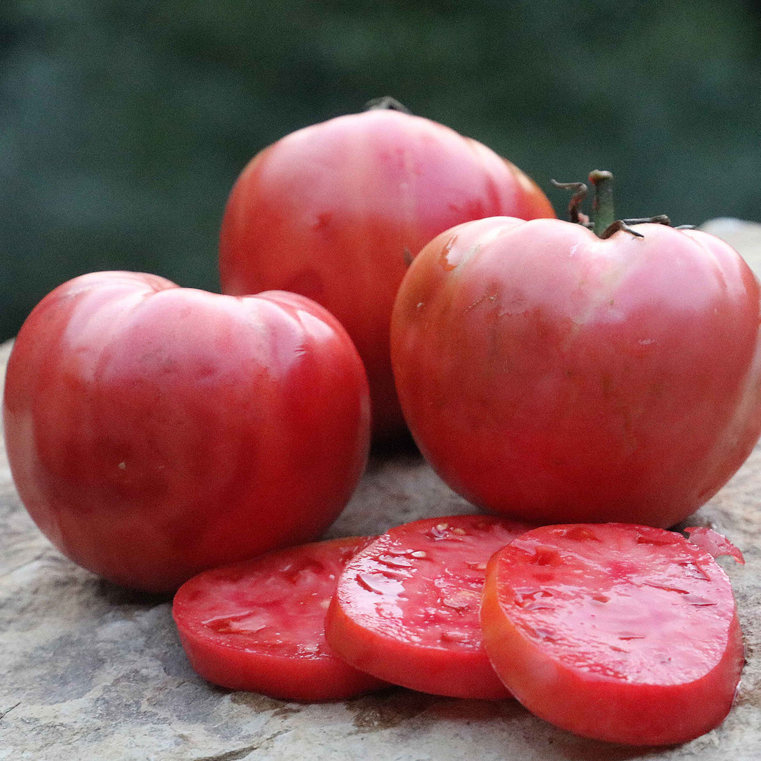 Organic Mamie Brown's Pink Tomato Seeds