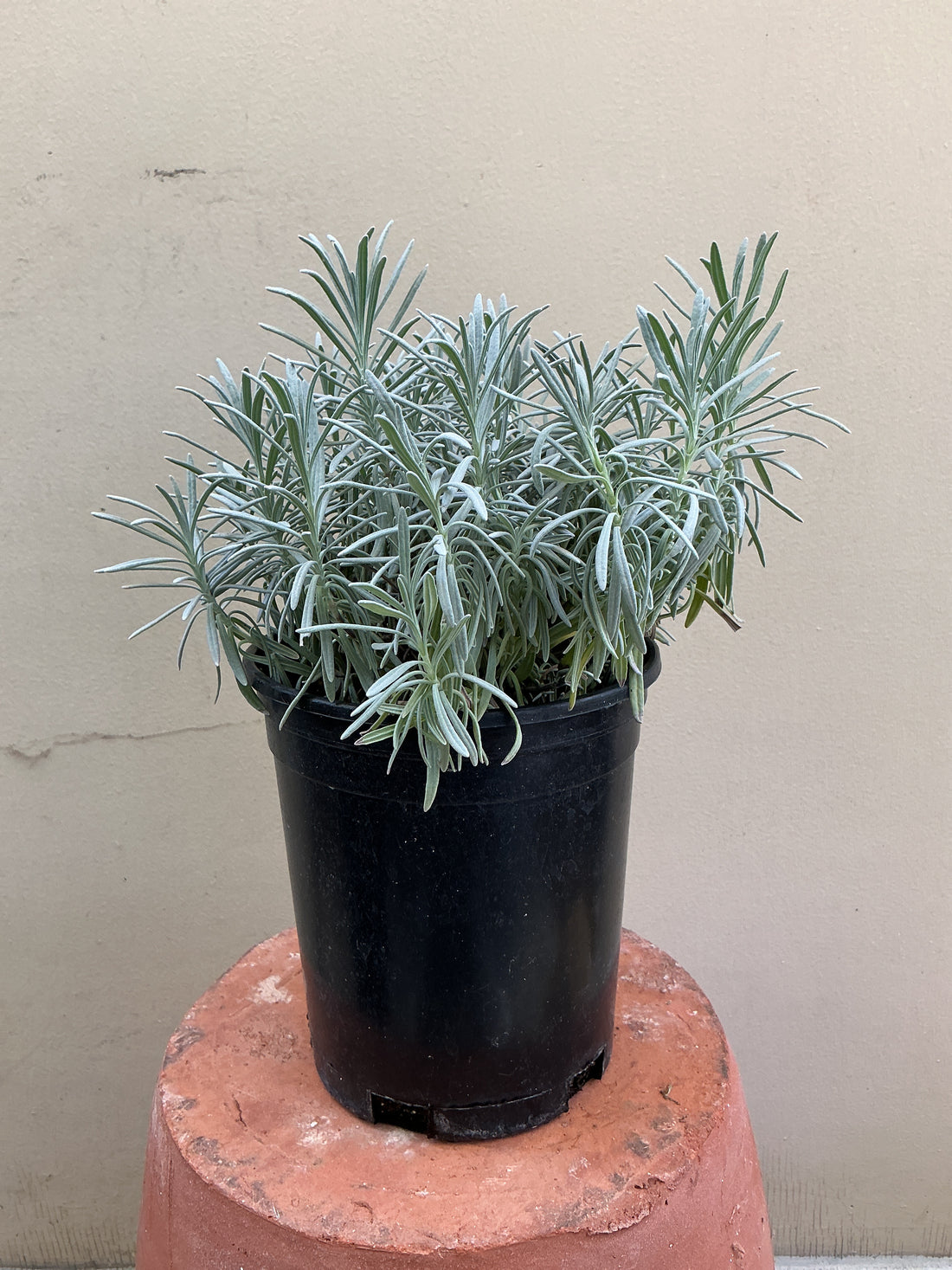 Lavandula x intermedia Phenomenal