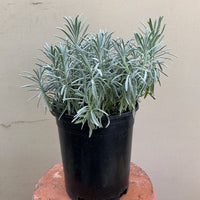 Lavandula x intermedia Phenomenal