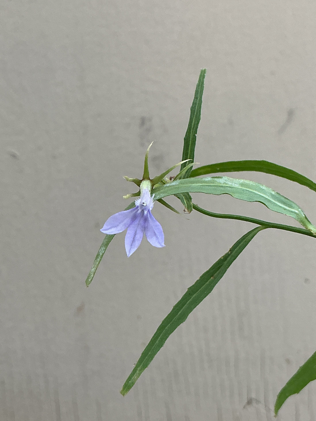 Lobelia dunnii, Dunn's Lobelia