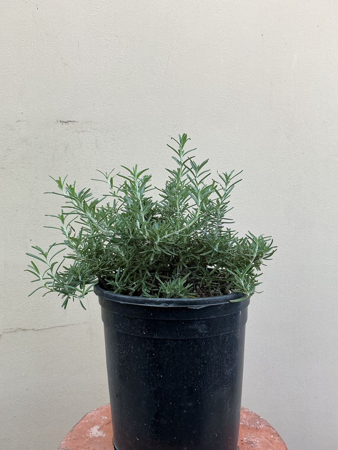 Rosmarinus officinalis 'Huntington Carpet'