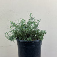 Rosmarinus officinalis 'Huntington Carpet'