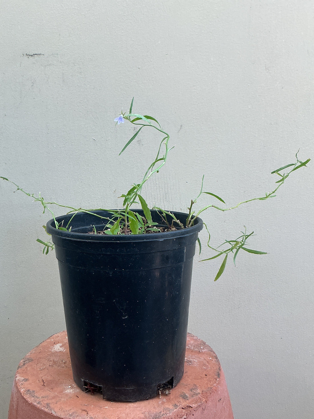 Lobelia dunnii, Dunn's Lobelia