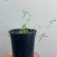 Lobelia dunnii, Dunn's Lobelia