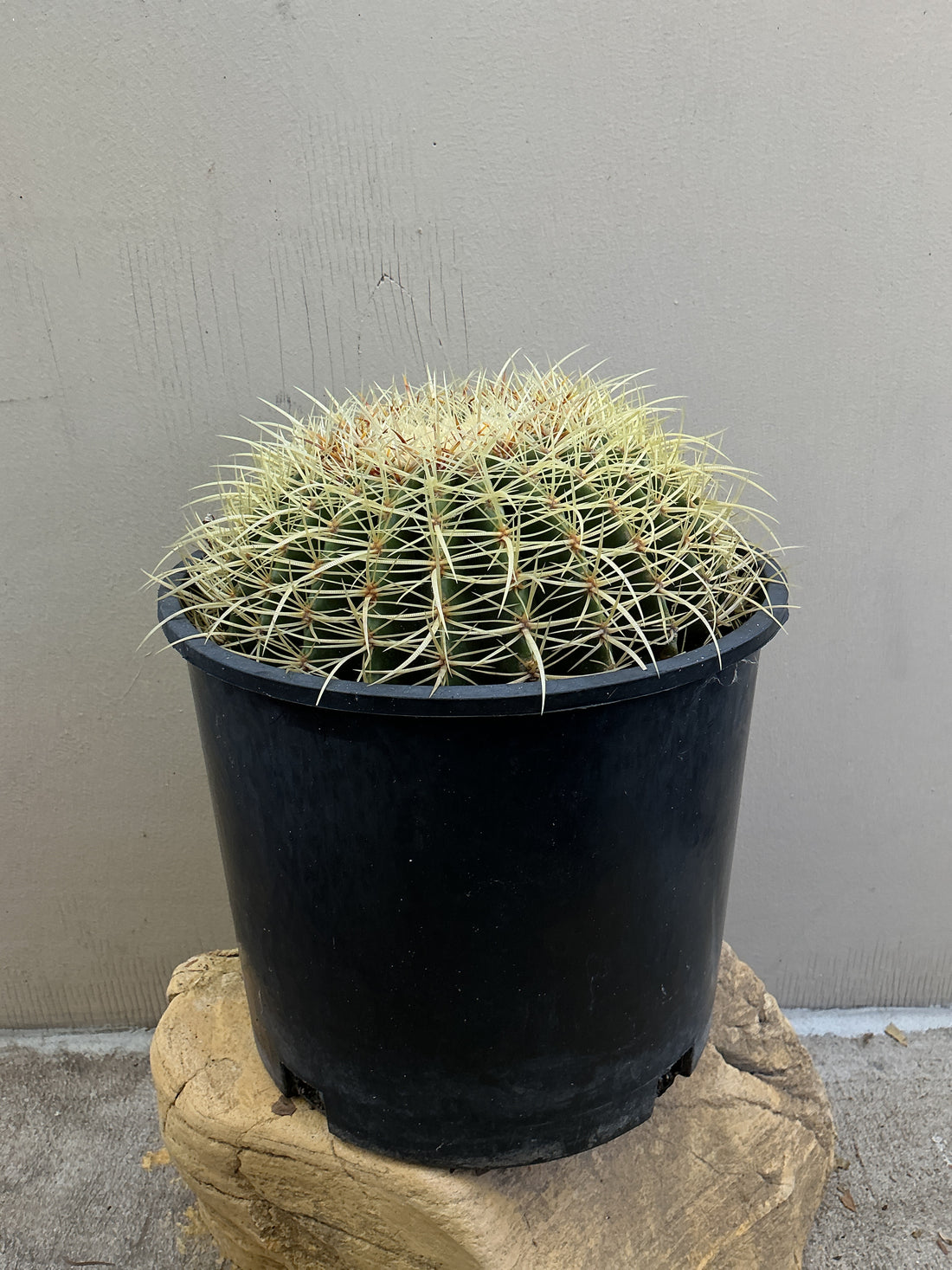 Echinocactus grusonii