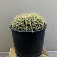 Echinocactus grusonii