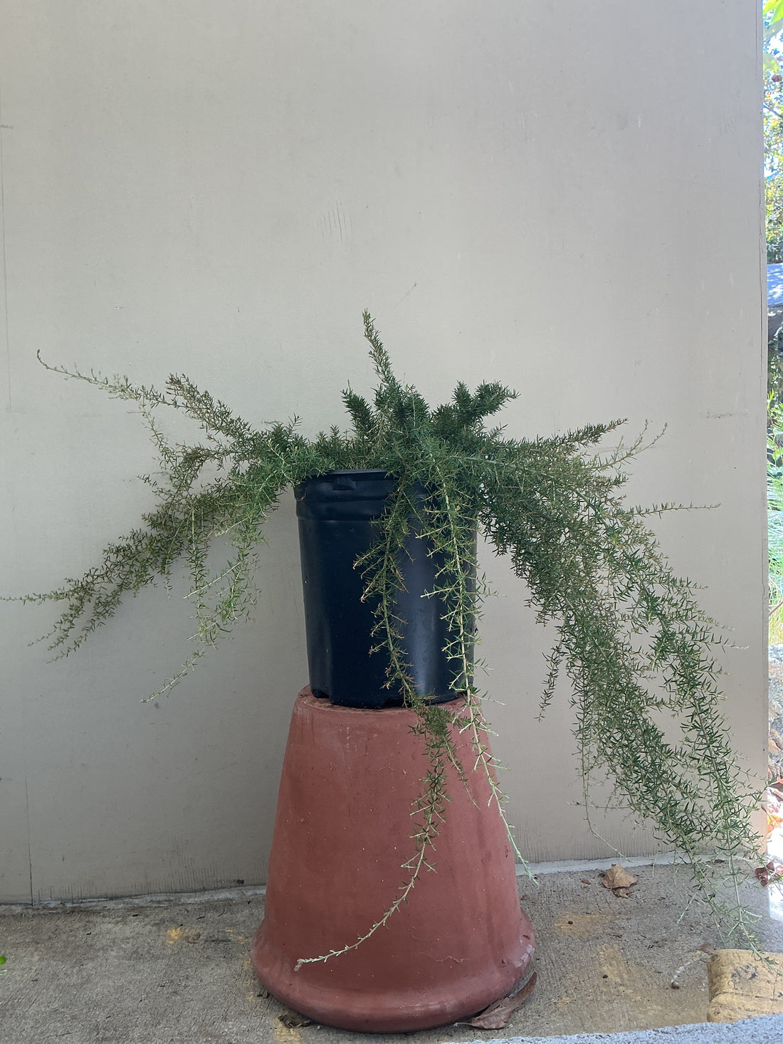 Grevillea 'Molonglo'