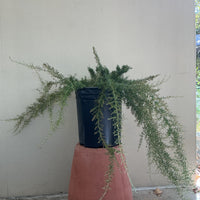 Grevillea 'Molonglo'