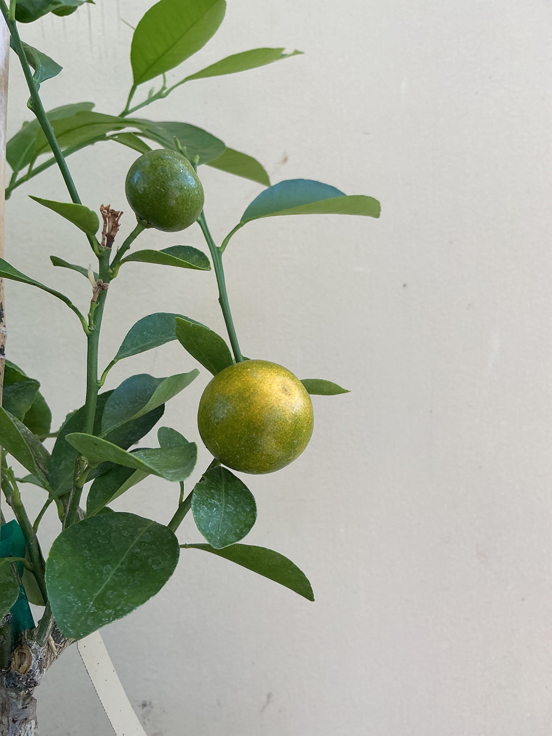 Calamondin (Calmondin)/ Calamansi Citrus