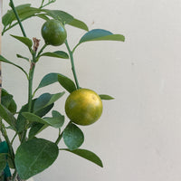 Calamondin (Calmondin)/ Calamansi Citrus