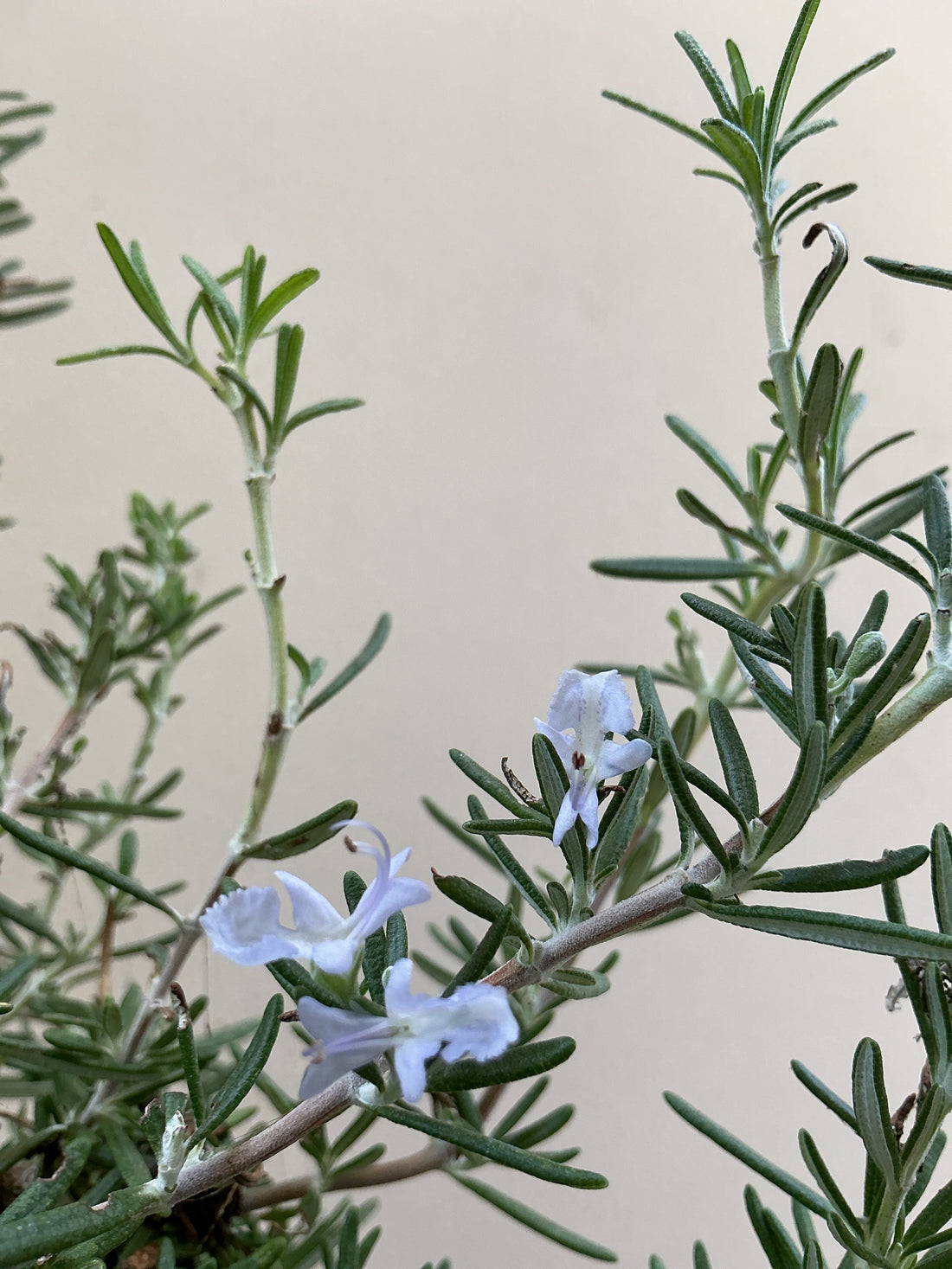Rosmarinus officinalis 'Huntington Carpet'
