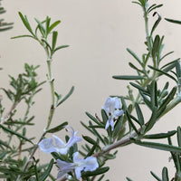 Rosmarinus officinalis 'Huntington Carpet'