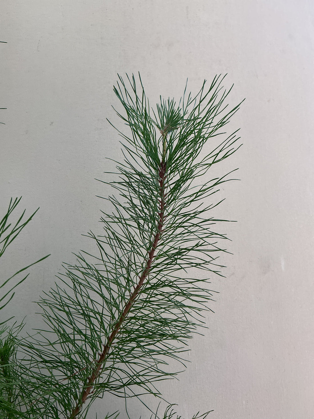 Pinus radiata, Monterey Pine