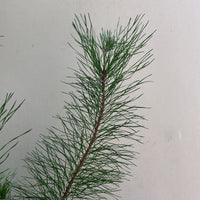 Pinus radiata, Monterey Pine