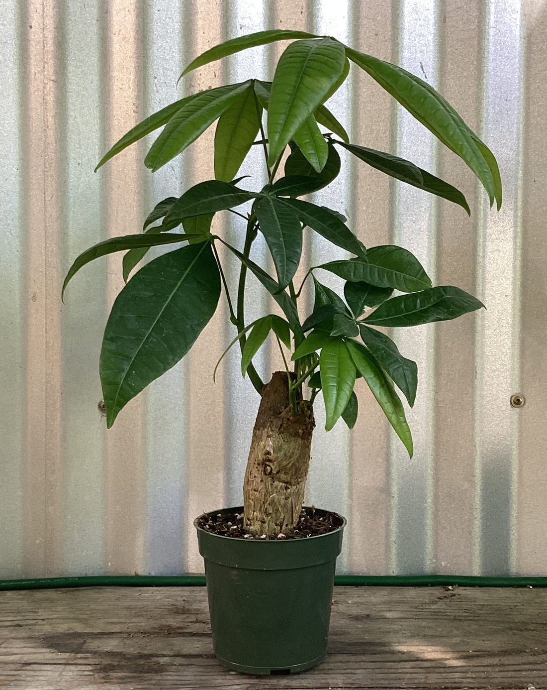 Pachira aquatica Stump