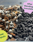 Rosy Organic Cactus & Succulent Mix 4 qt
