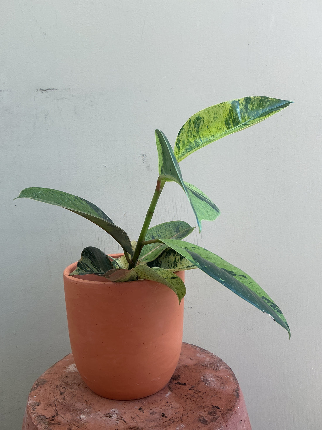 Ficus Elastica Shivereana ‘Moonshine’