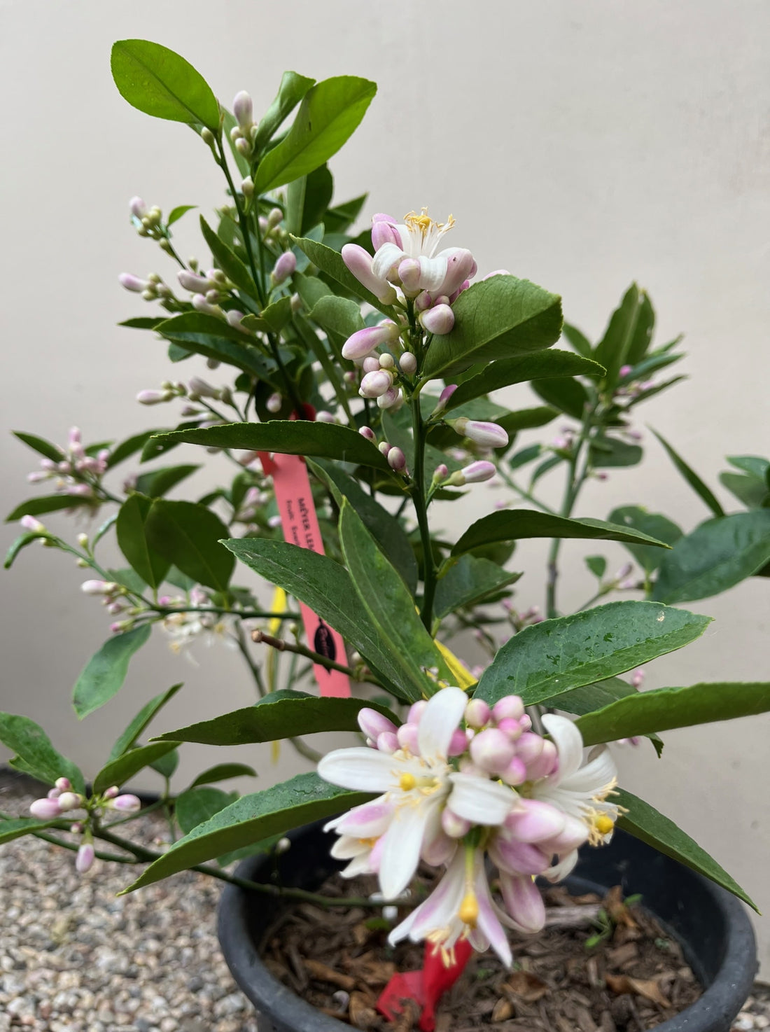 Meyer Lemon Blossoms