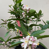 Meyer Lemon Blossoms