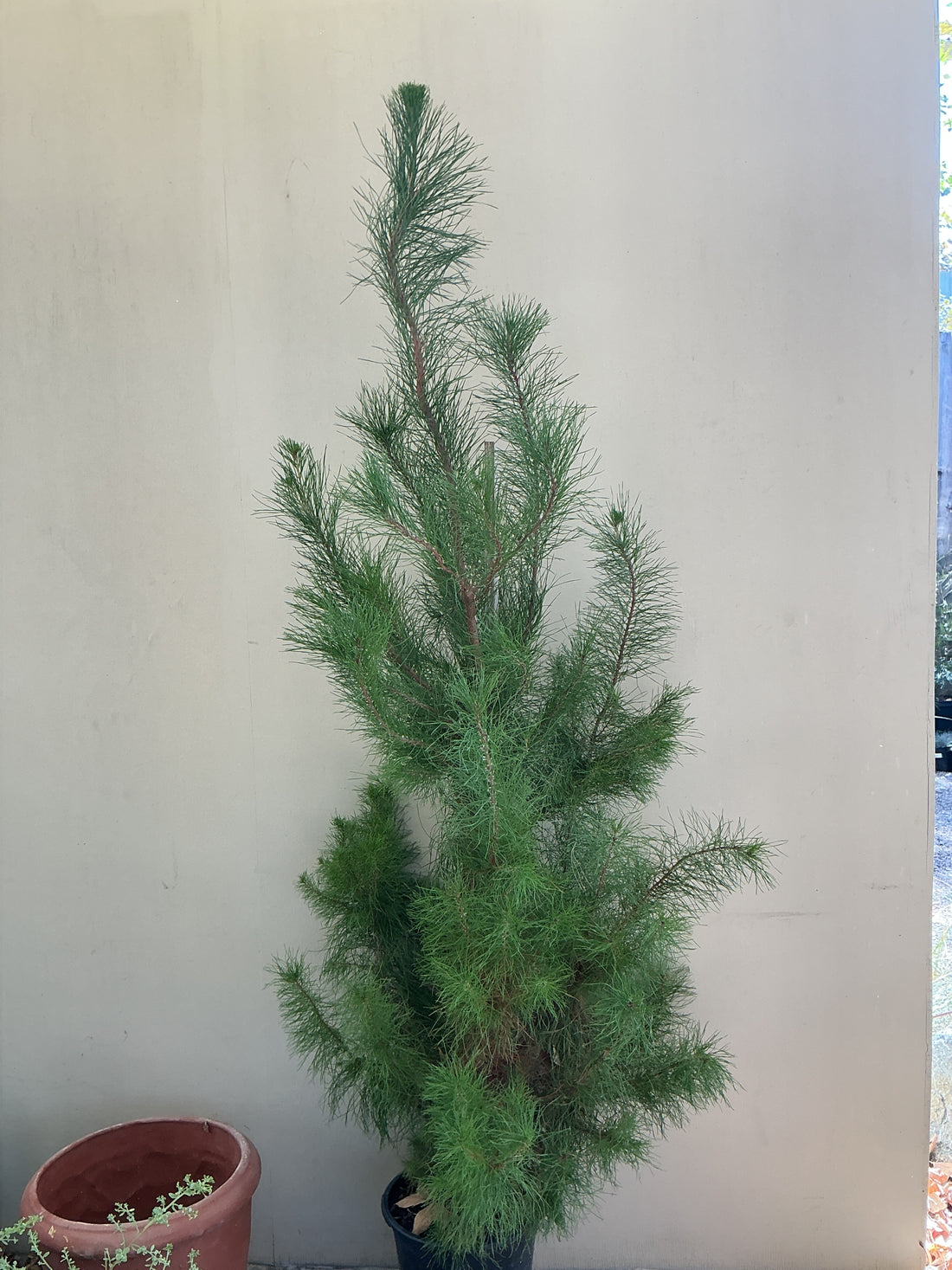 Pinus radiata, Monterey Pine