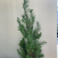 Pinus radiata, Monterey Pine