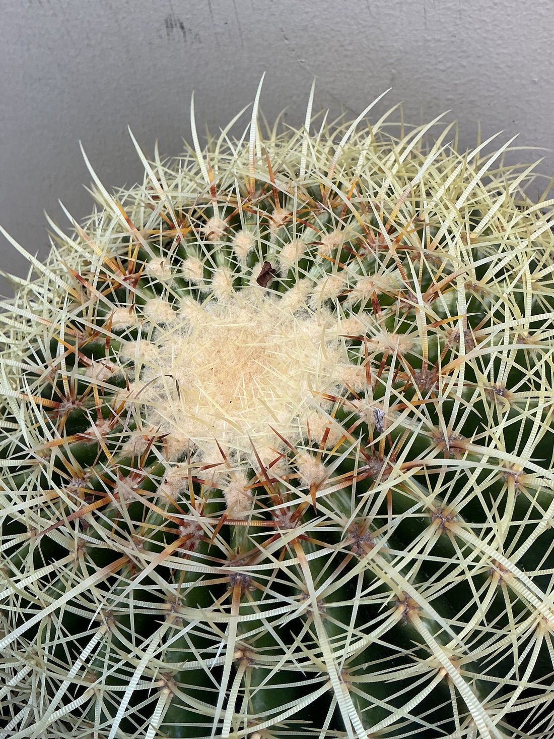 Echinocactus grusonii