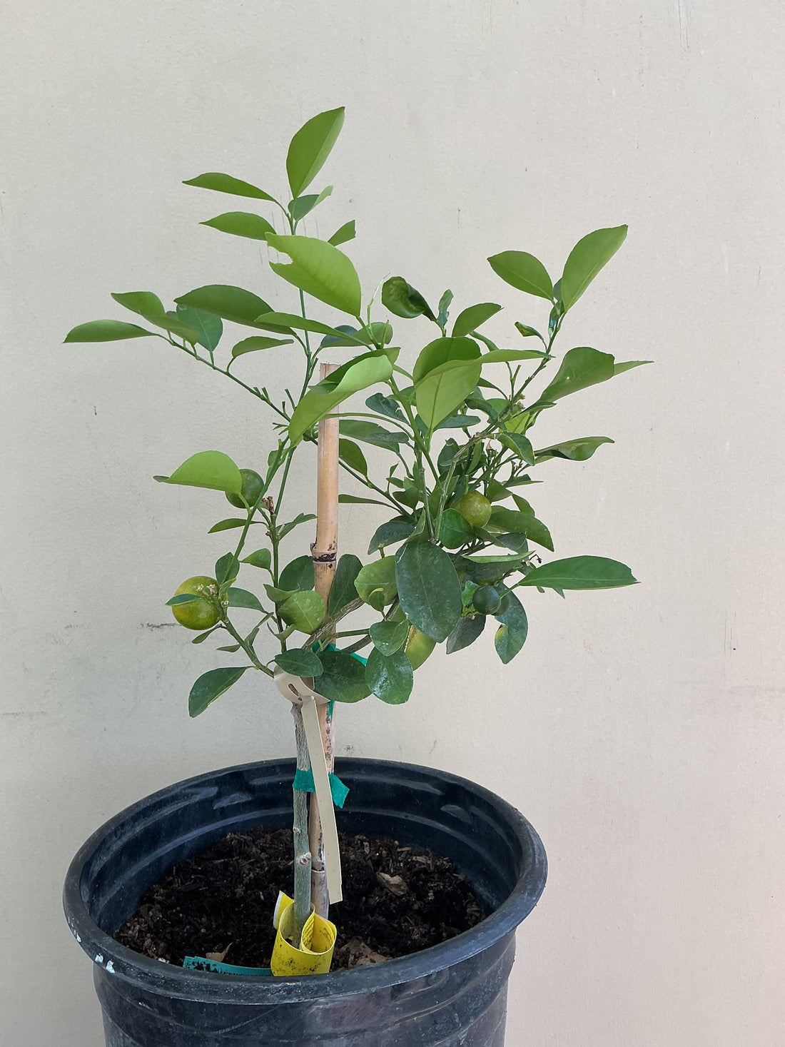 Calamondin (Calmondin)/ Calamansi Citrus