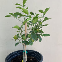 Calamondin (Calmondin)/ Calamansi Citrus