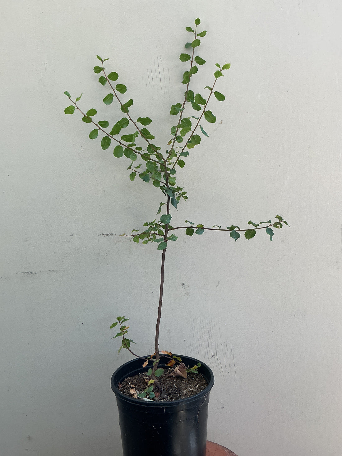 Rhamnus ilicifolia, (Rhamnus crocea ssp. ilicifolia)