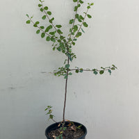 Rhamnus ilicifolia, (Rhamnus crocea ssp. ilicifolia)