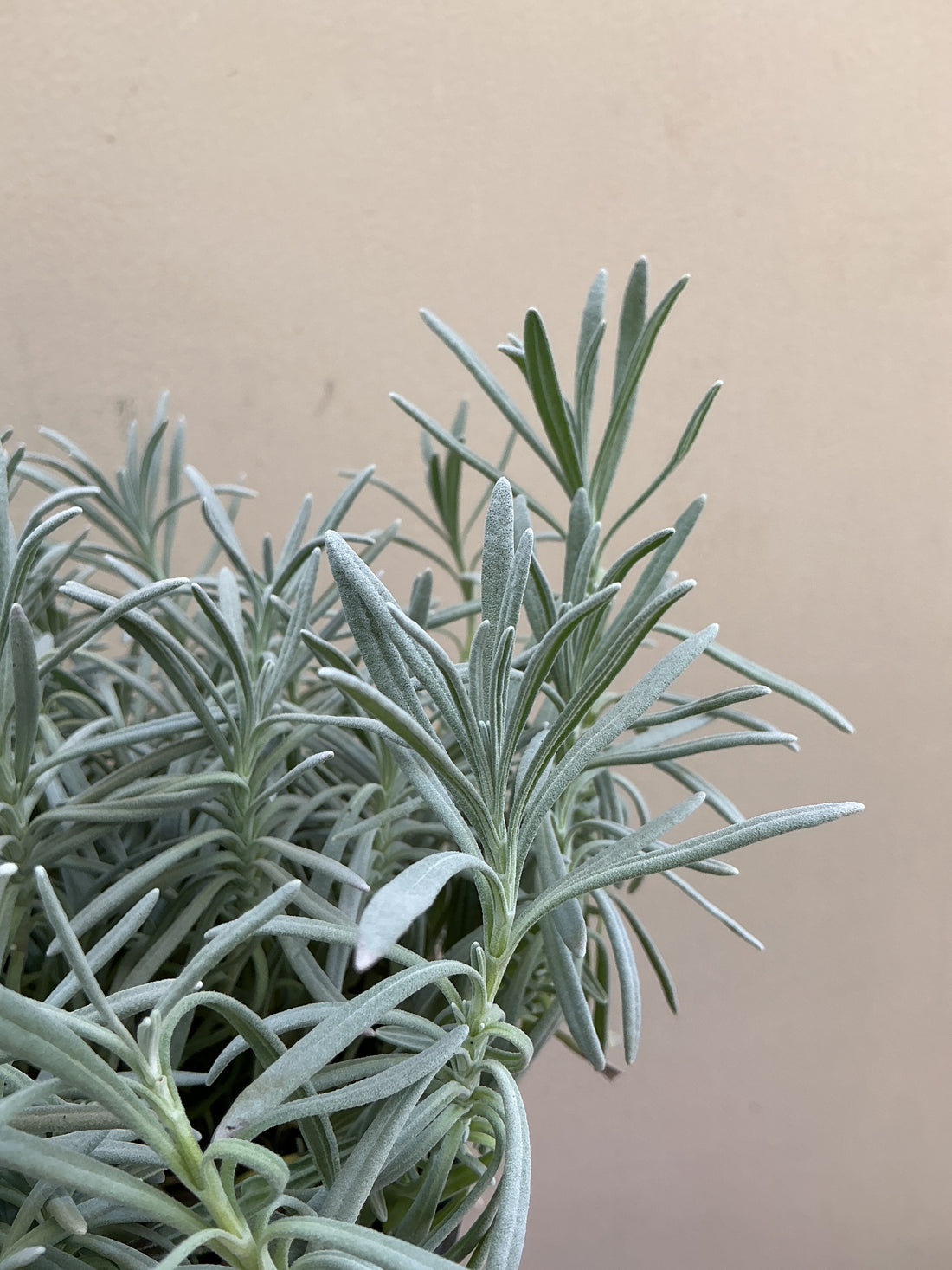 Lavandula x intermedia Phenomenal