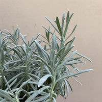 Lavandula x intermedia Phenomenal