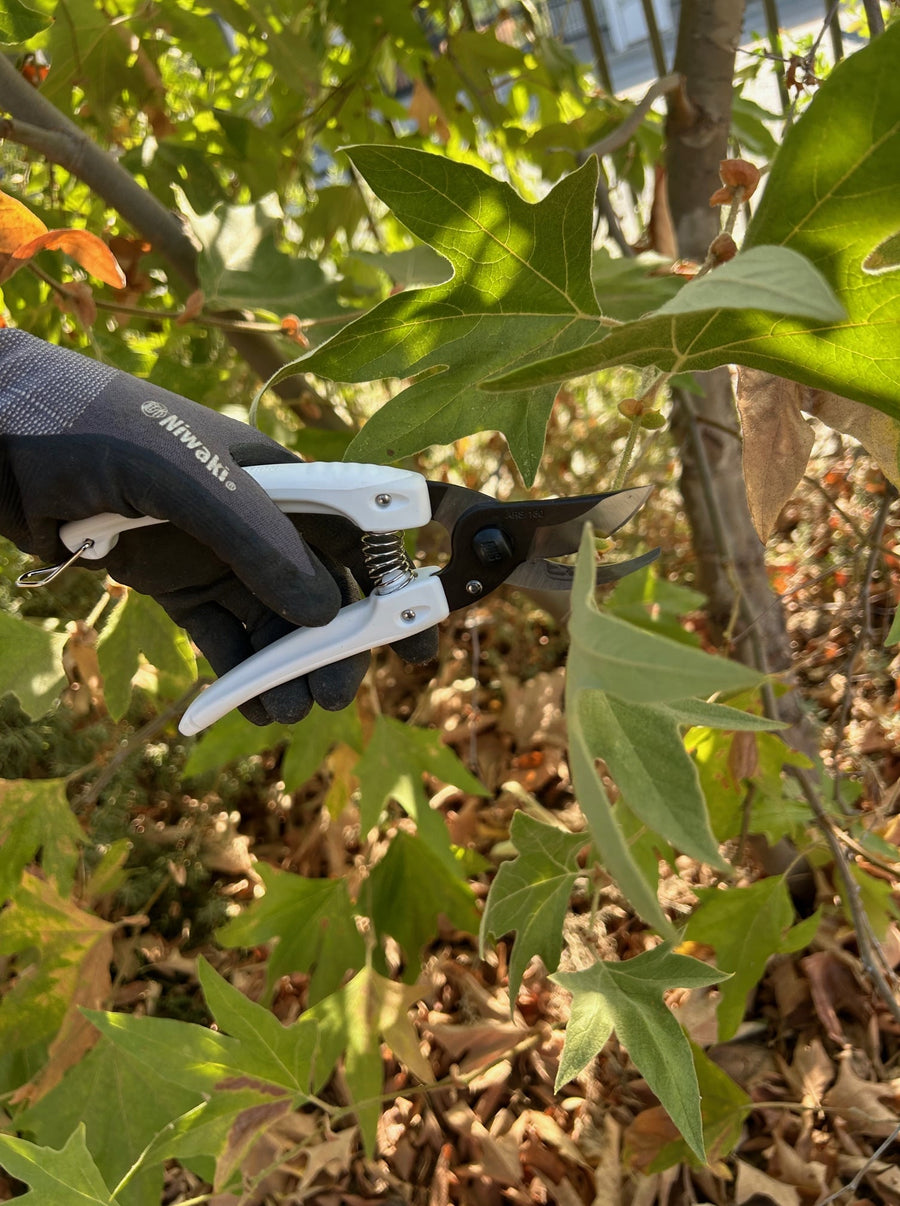 ARS  Pruners - Mini Choki with Niwaki Glove