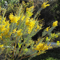 Acacia cultriformis, Knifeleaf acacia