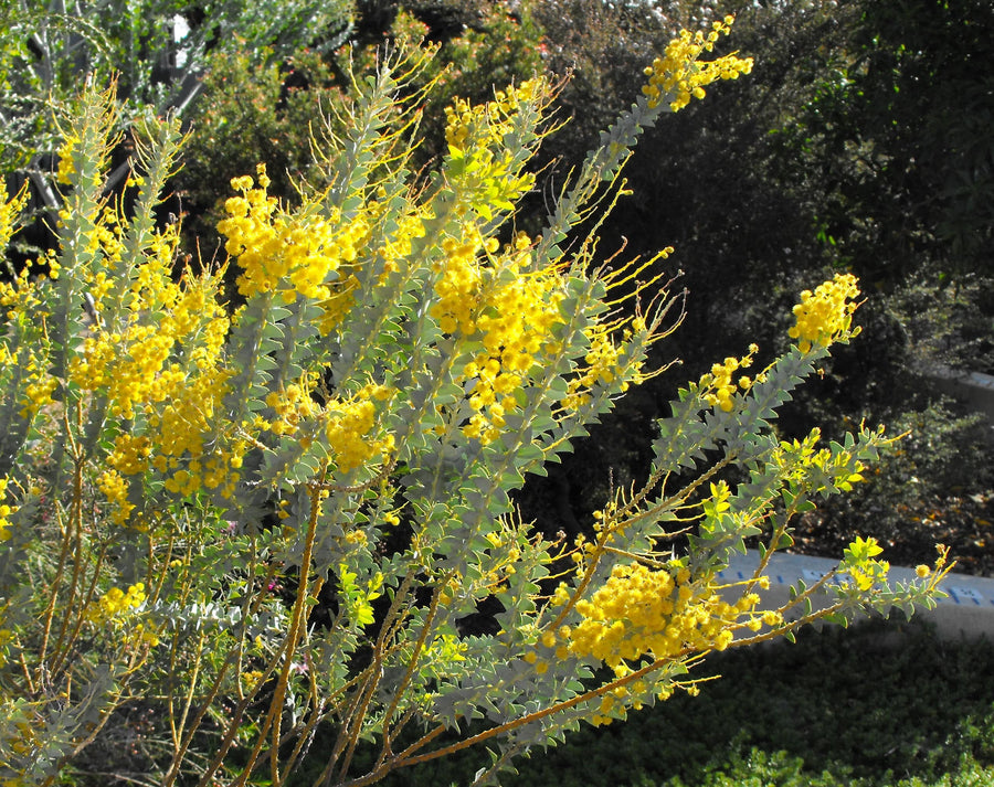 Acacia cultriformis, Knifeleaf acacia