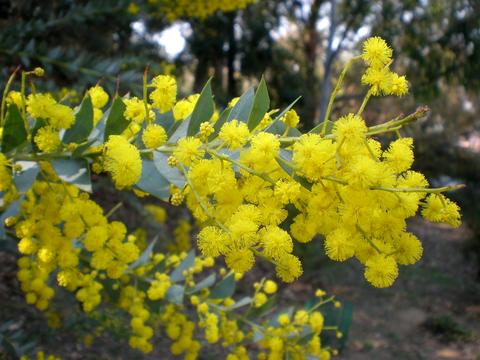 Acacia cultriformis, Knifeleaf acacia