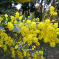 Acacia cultriformis, Knifeleaf acacia