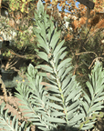 Acacia covenyi, Blue Bush