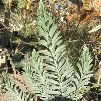 Acacia covenyi, Blue Bush