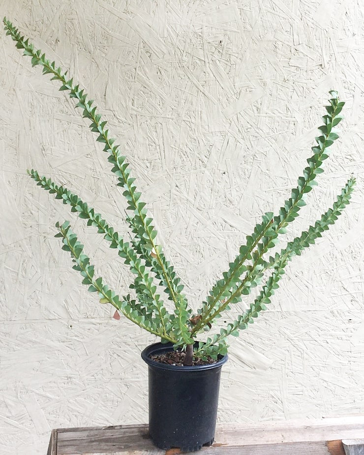 Acacia cultriformis, Knifeleaf acacia