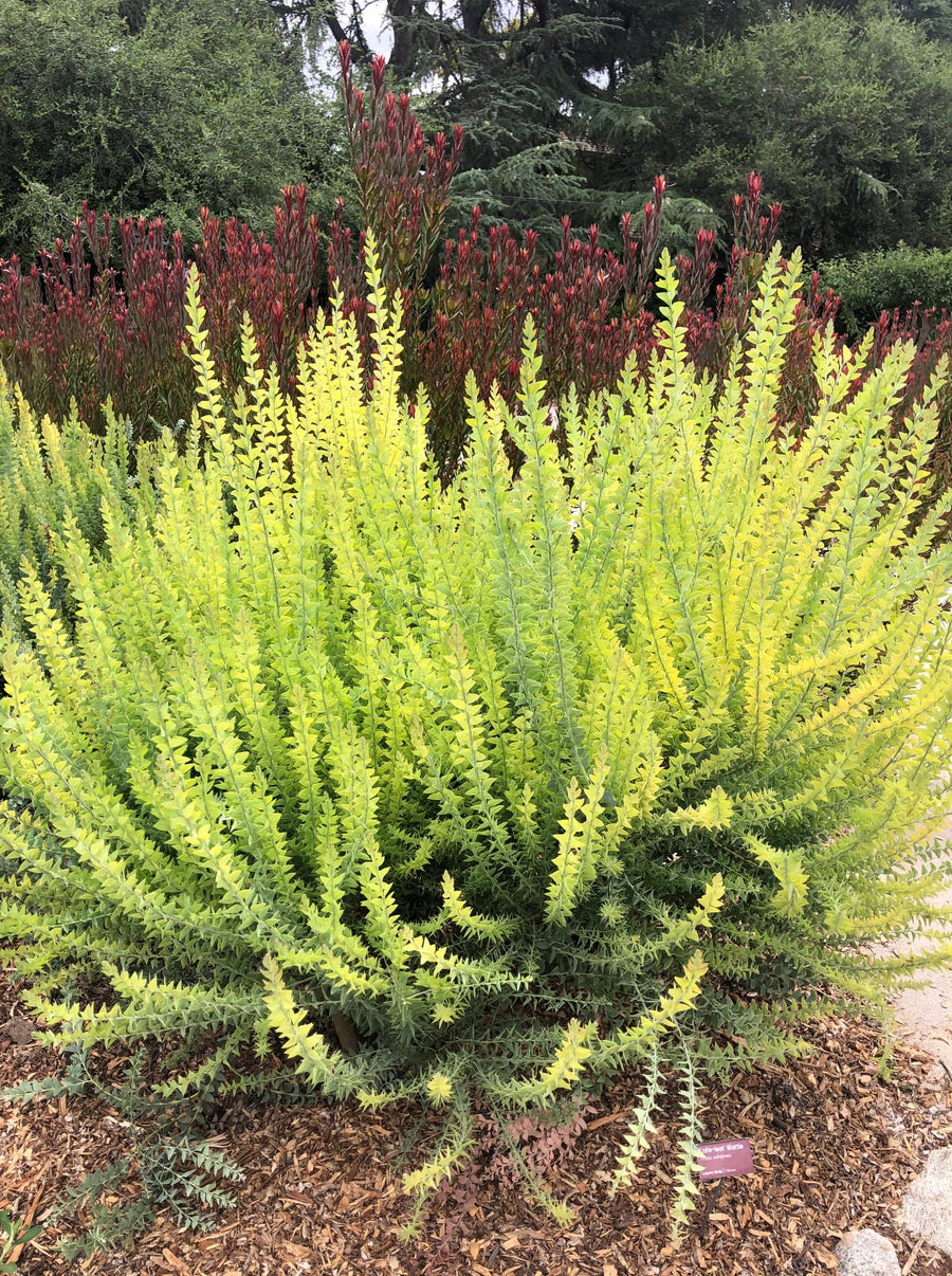 Acacia cultriformis, Knifeleaf acacia