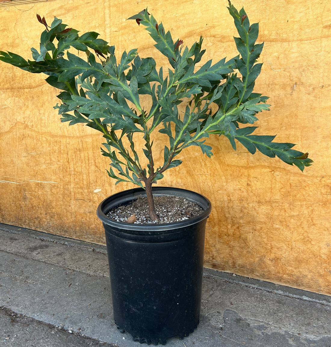 Acacia glaucoptera, Clay Wattle