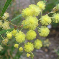 Acacia iteaphylla, Willow Wattle flowers