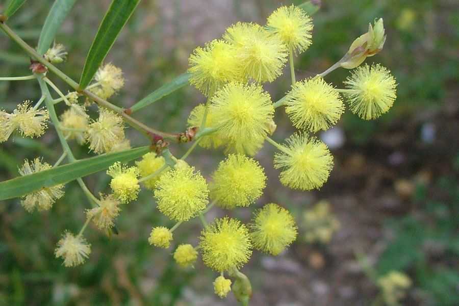 Acacia iteaphylla, Willow Wattle flowers