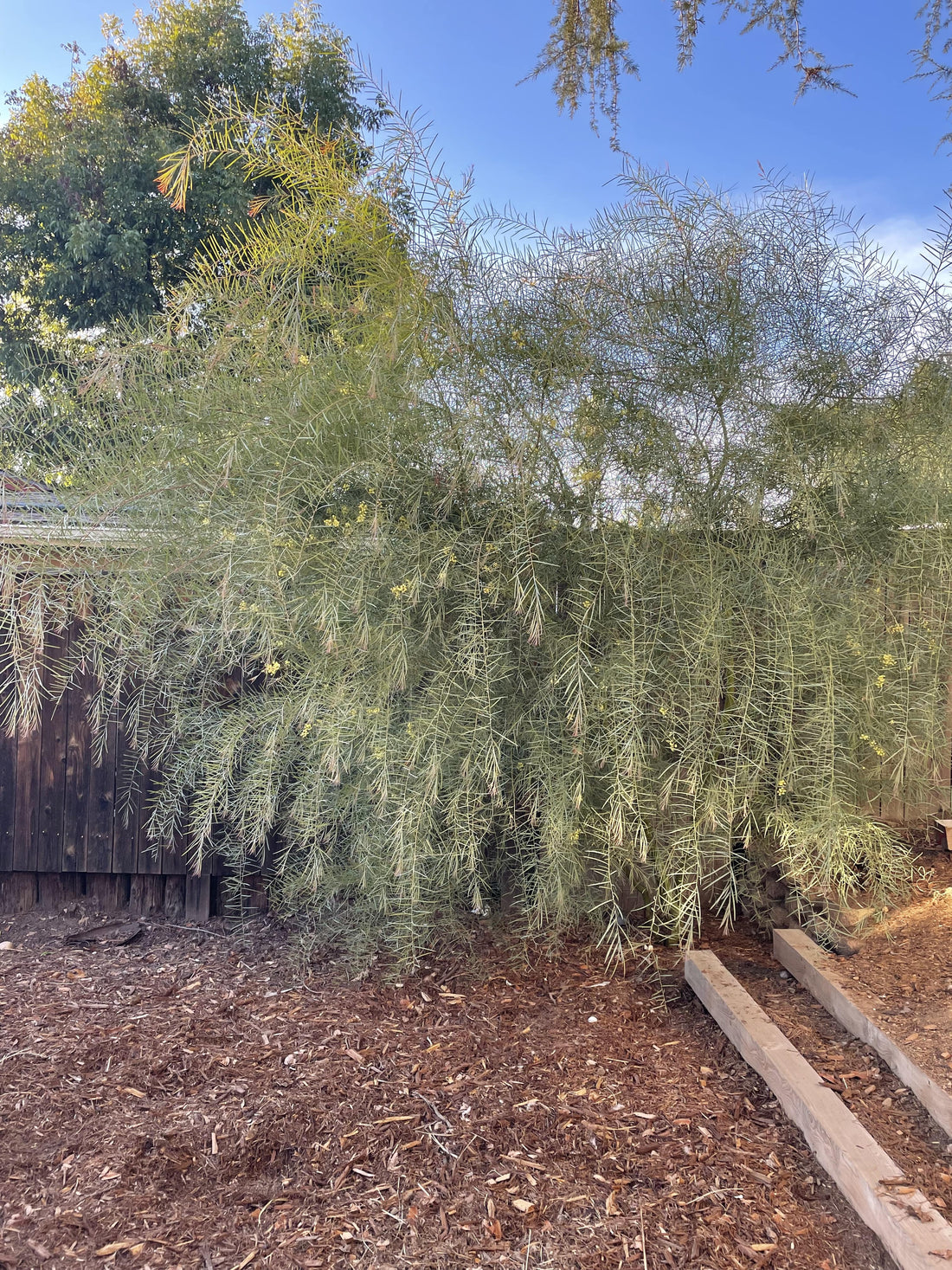 Acacia iteaphylla, Willow Wattle 