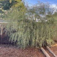 Acacia iteaphylla, Willow Wattle 