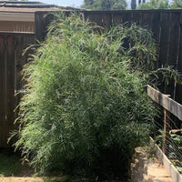 Acacia iteaphylla, Willow Wattle one year old