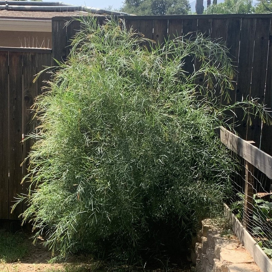 Acacia iteaphylla, Willow Wattle one year old